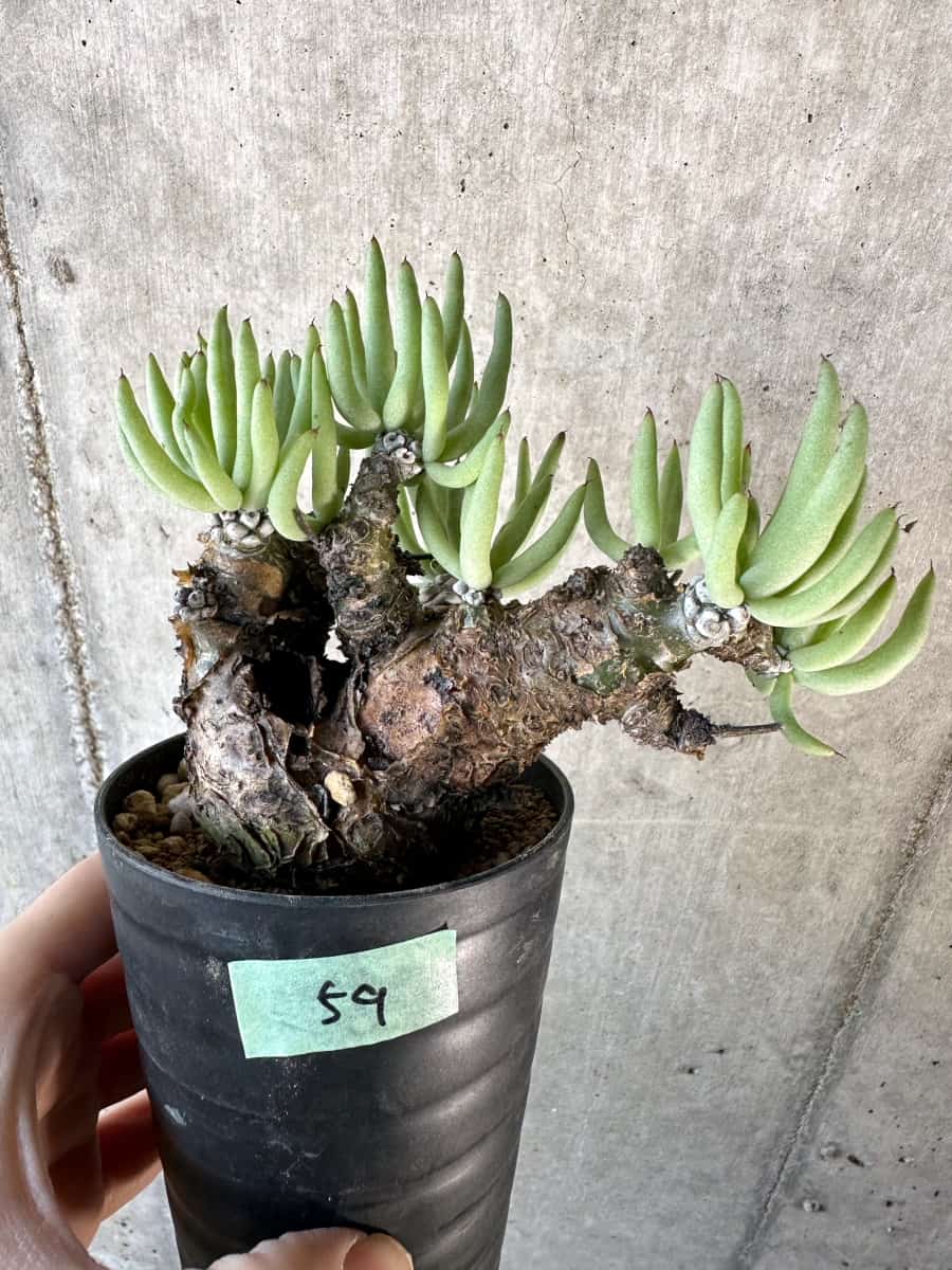 【現品限り】チレコドン・ペアルソニー【D59】 Tylecodon pearsonii