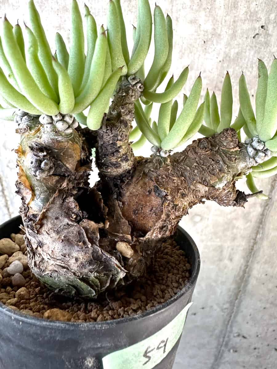 【現品限り】チレコドン・ペアルソニー【D59】 Tylecodon pearsonii