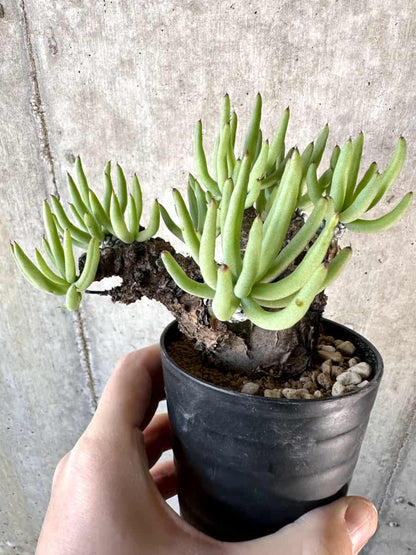 【現品限り】チレコドン・ペアルソニー【D59】 Tylecodon pearsonii