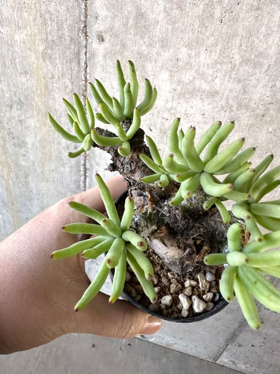 【現品限り】チレコドン・ペアルソニー【D59】 Tylecodon pearsonii