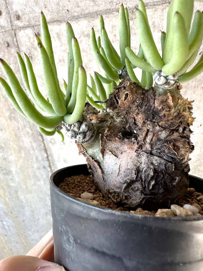 【現品限り】チレコドン・ペアルソニー【D59】 Tylecodon pearsonii