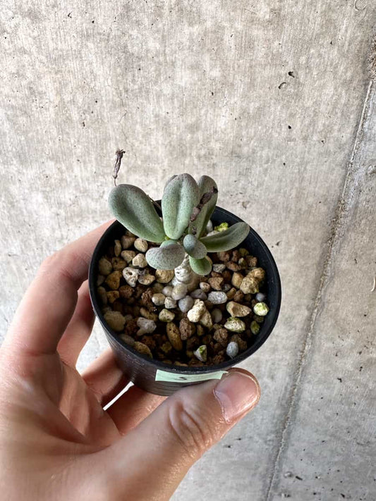 【現品限り】チレコドン・sp ノヴァ【D5】 Tylecodon sp nova