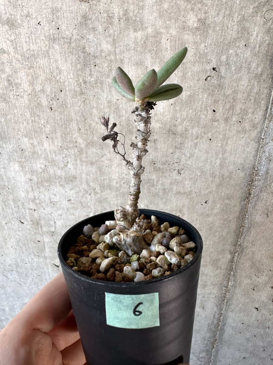 【現品限り】チレコドン・アウルスベルゲンシス【D6】 Tylecodon aurusbergensis