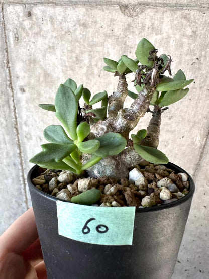 【現品限り】チレコドン・トルローサス【D60】 Tylecodon torulosus
