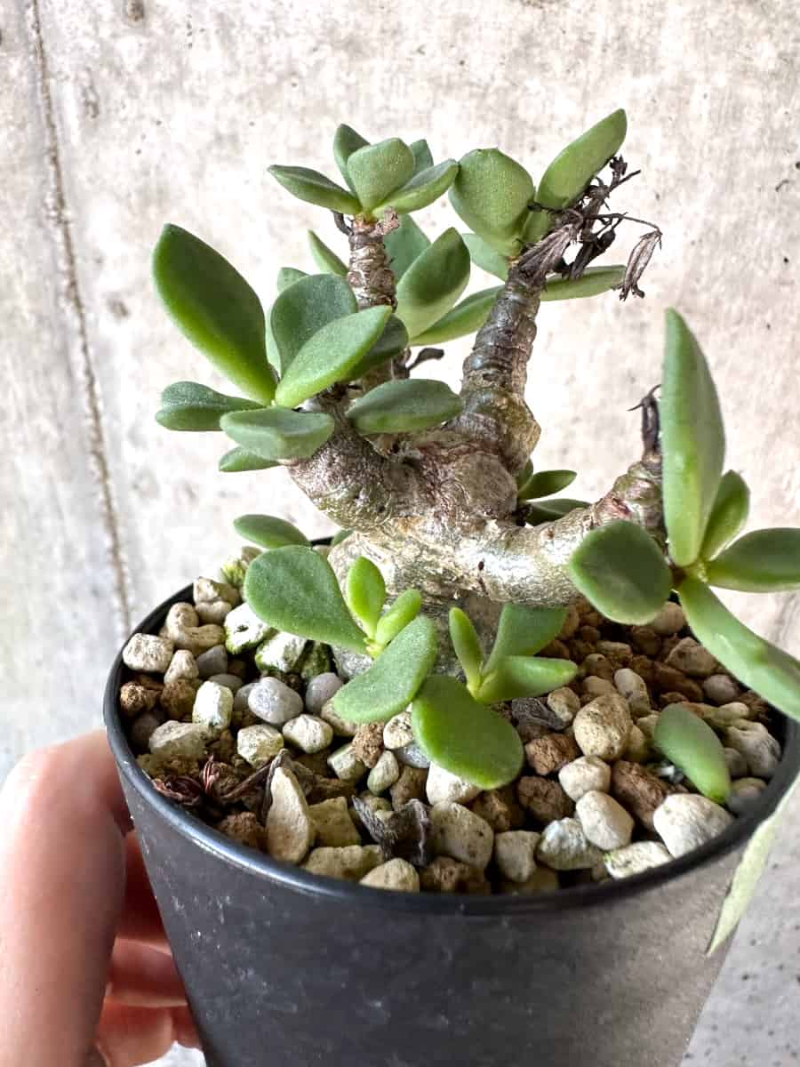 【現品限り】チレコドン・トルローサス【D60】 Tylecodon torulosus