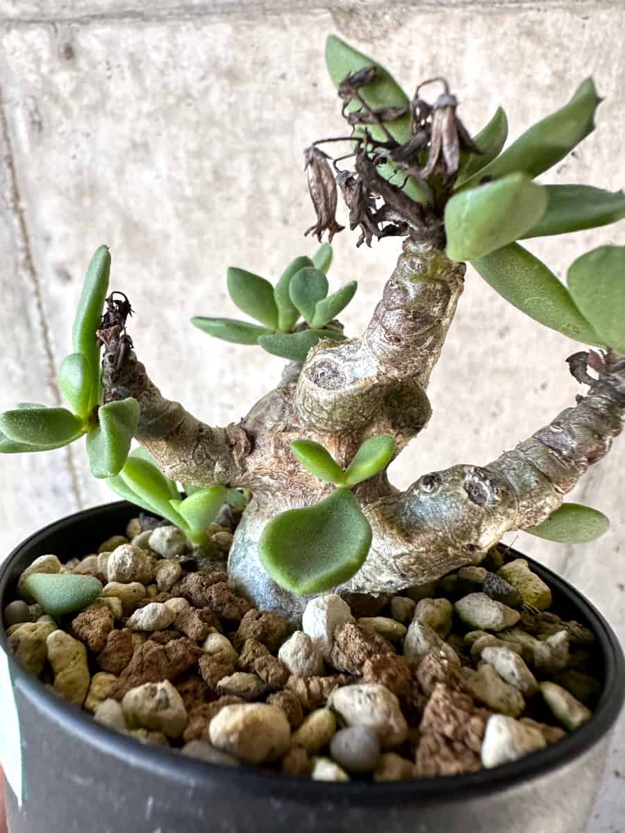 【現品限り】チレコドン・トルローサス【D60】 Tylecodon torulosus
