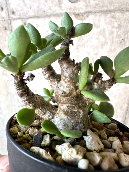 【現品限り】チレコドン・トルローサス【D60】 Tylecodon torulosus