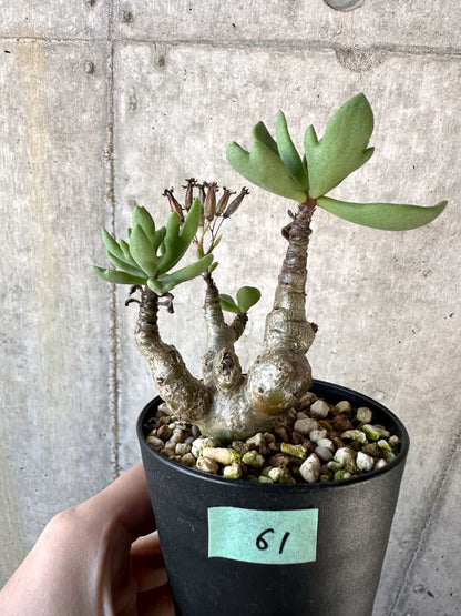 【現品限り】チレコドン・トルローサス【D61】 Tylecodon torulosus