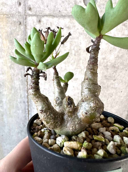 【現品限り】チレコドン・トルローサス【D61】 Tylecodon torulosus