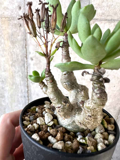 【現品限り】チレコドン・トルローサス【D61】 Tylecodon torulosus