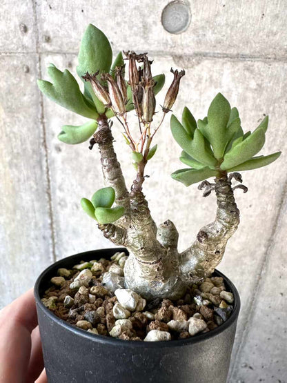 【現品限り】チレコドン・トルローサス【D61】 Tylecodon torulosus