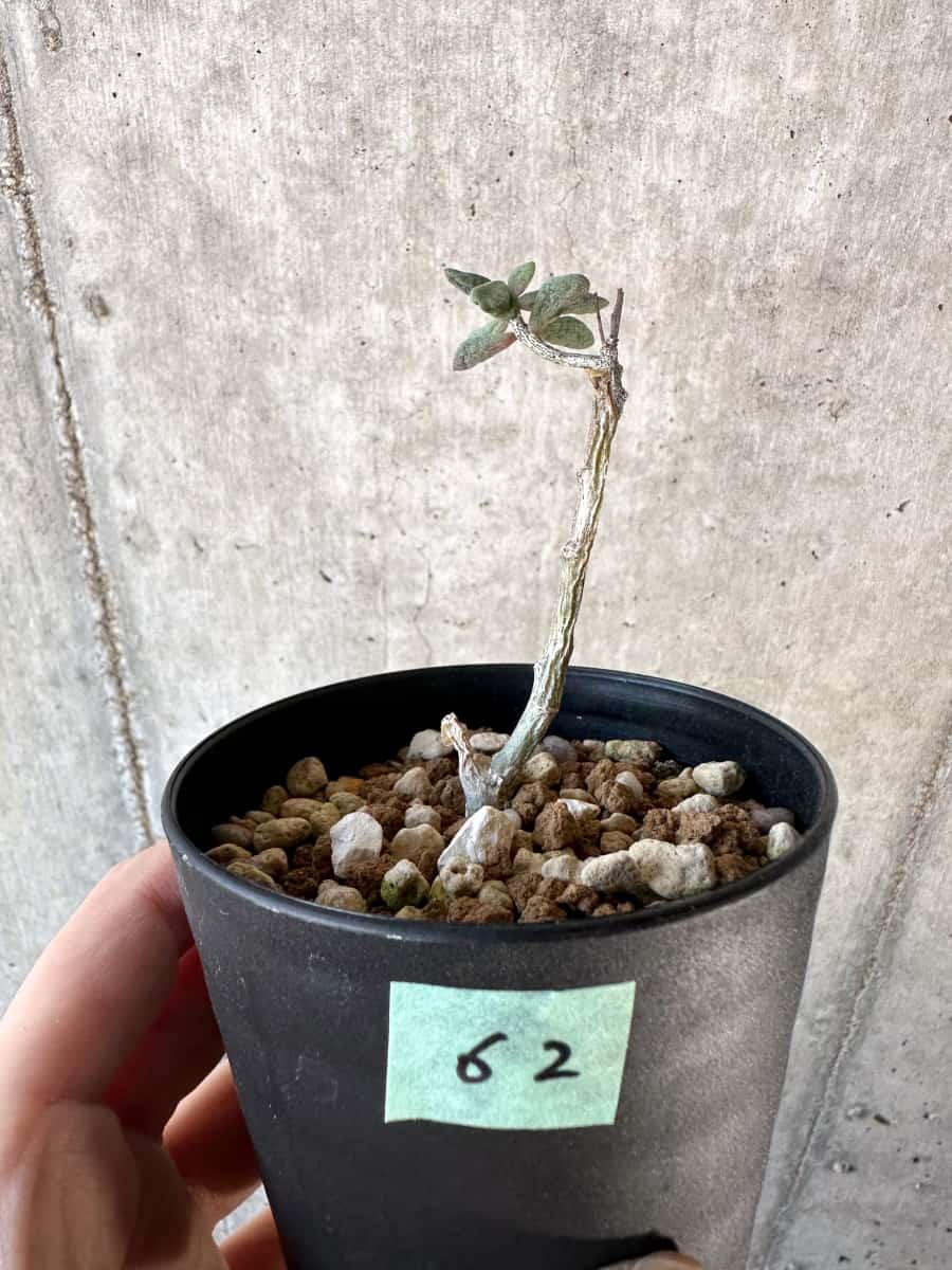 【現品限り】チレコドン・シミリス【D62】 Tylecodon similis