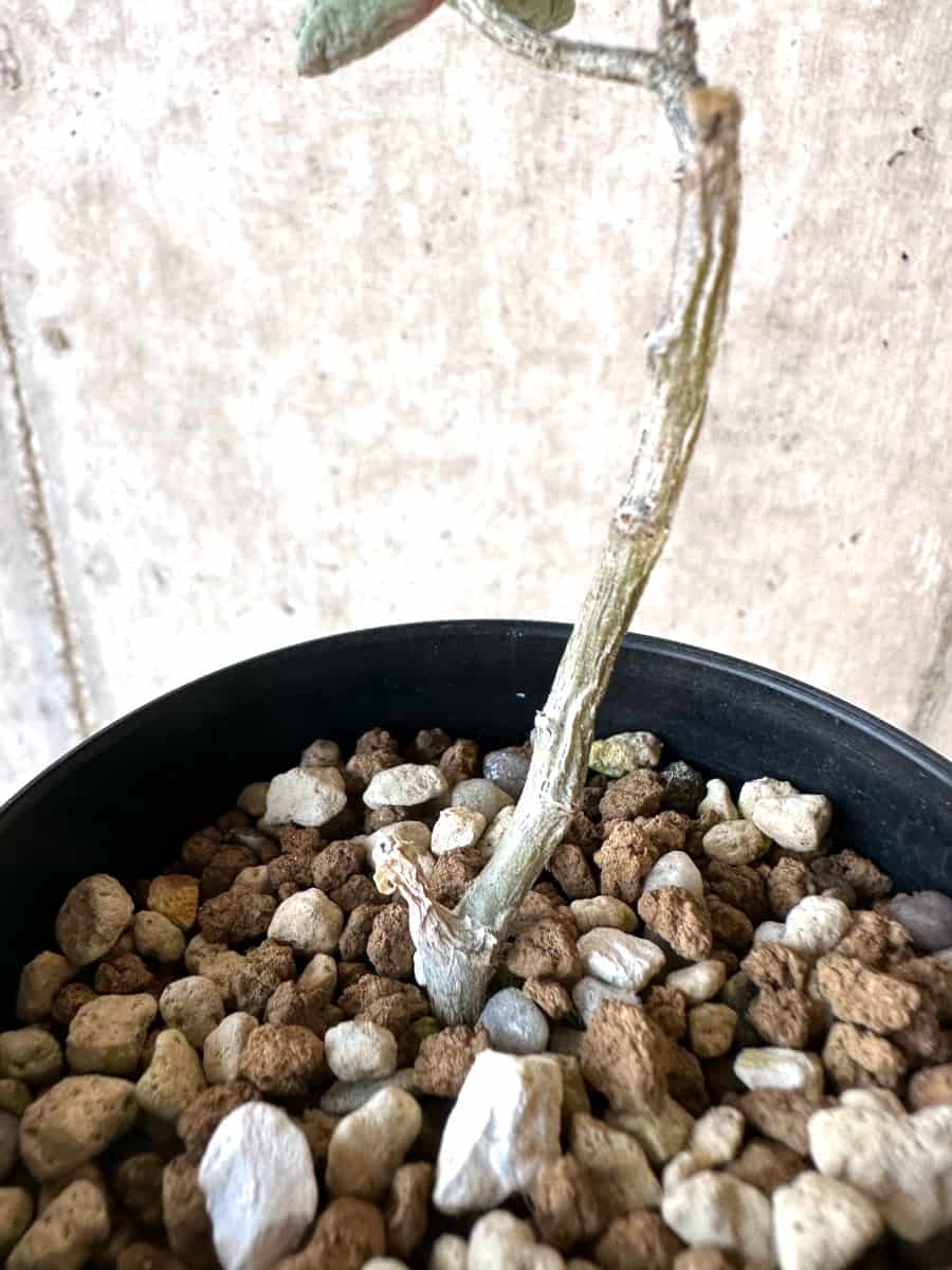 【現品限り】チレコドン・シミリス【D62】 Tylecodon similis