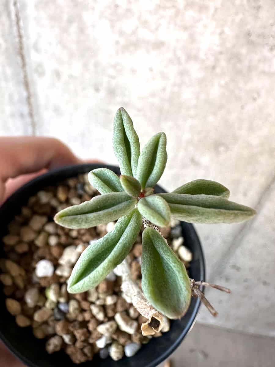 【現品限り】チレコドン・シミリス【D62】 Tylecodon similis