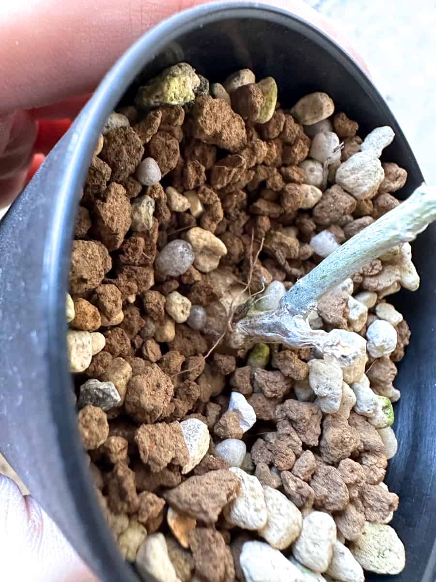 【現品限り】チレコドン・シミリス【D62】 Tylecodon similis