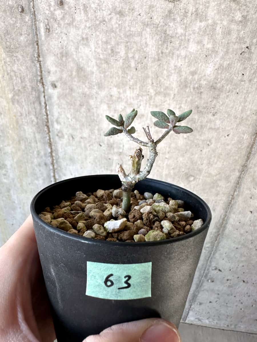 【現品限り】チレコドン・シミリス【D63】 Tylecodon similis