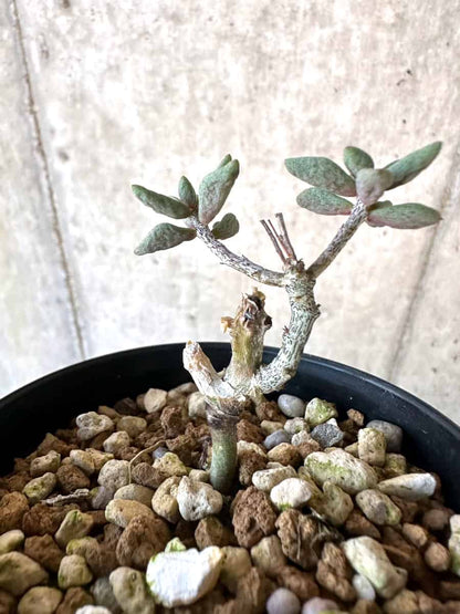 【現品限り】チレコドン・シミリス【D63】 Tylecodon similis