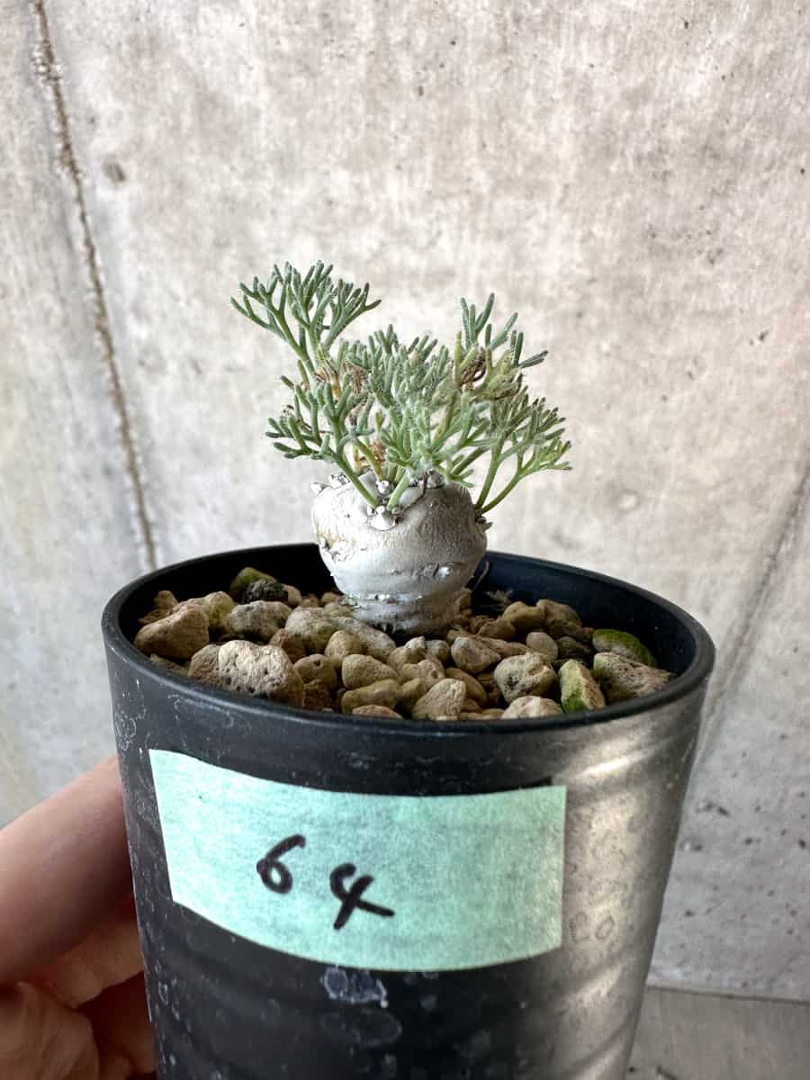 【現品限り】モンソニア・ぺニクリナム【D64】 Monsonia peniculinum