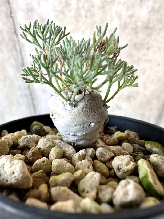 【現品限り】モンソニア・ぺニクリナム【D64】 Monsonia peniculinum