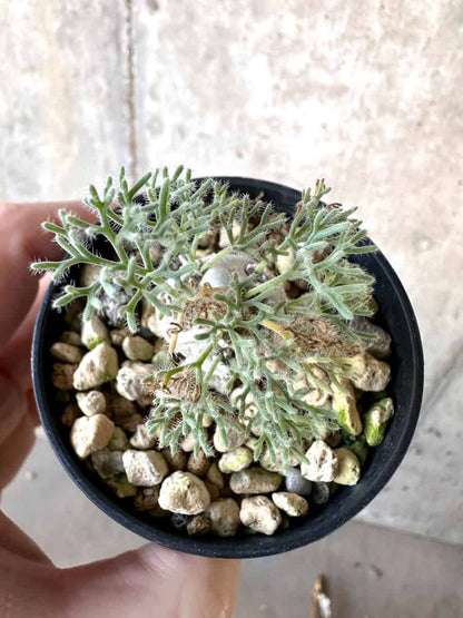 【現品限り】モンソニア・ぺニクリナム【D64】 Monsonia peniculinum