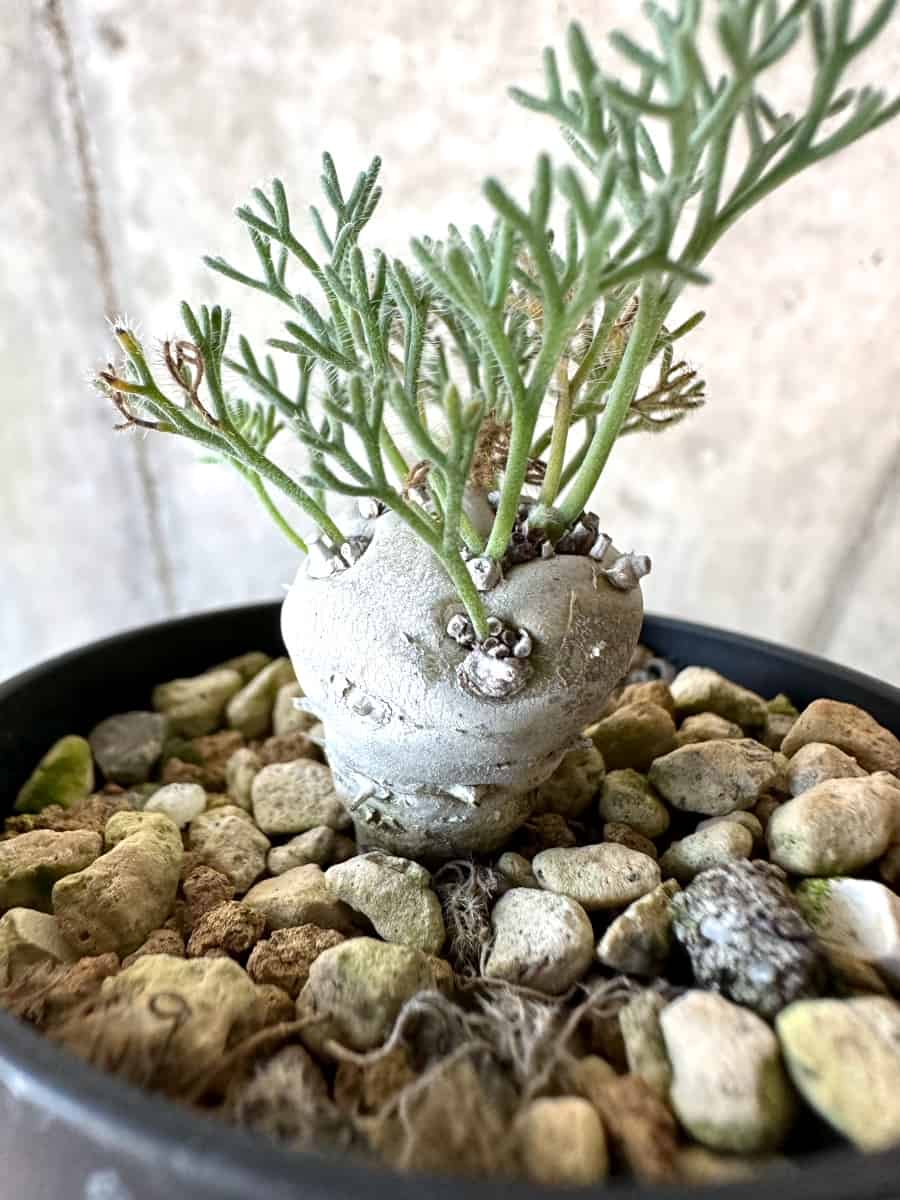 【現品限り】モンソニア・ぺニクリナム【D64】 Monsonia peniculinum