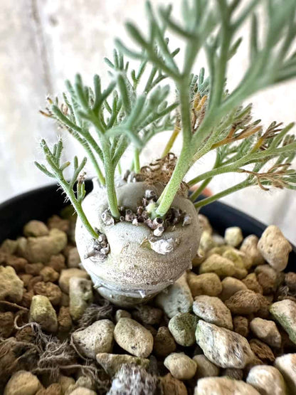 【現品限り】モンソニア・ぺニクリナム【D64】 Monsonia peniculinum