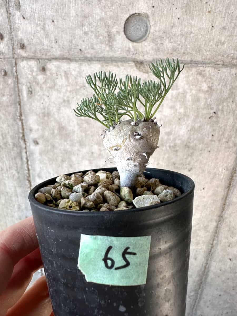 【現品限り】モンソニア・ぺニクリナム【D65】 Monsonia peniculinum