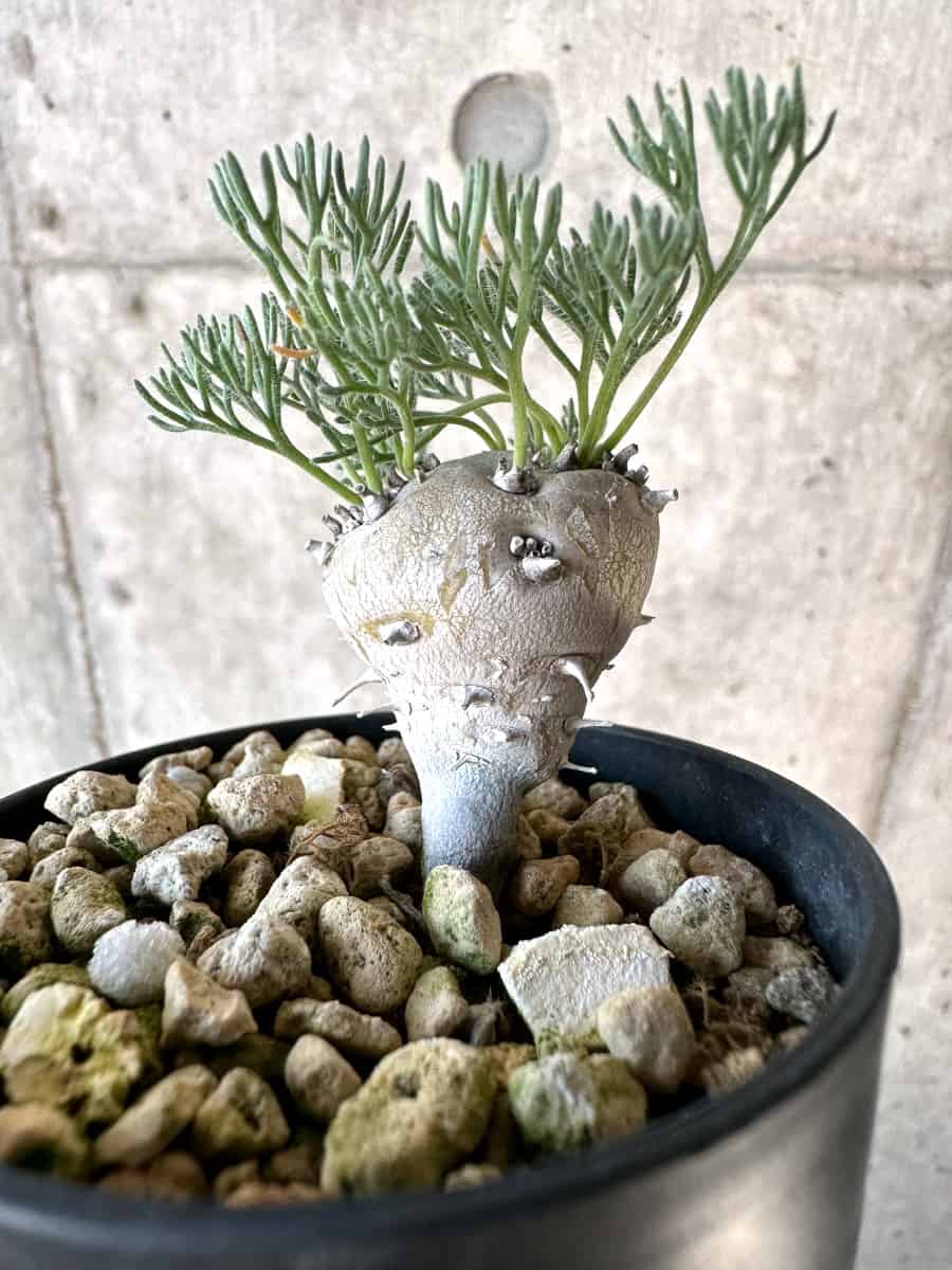 【現品限り】モンソニア・ぺニクリナム【D65】 Monsonia peniculinum