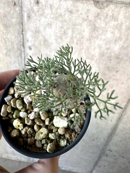 【現品限り】モンソニア・ぺニクリナム【D65】 Monsonia peniculinum