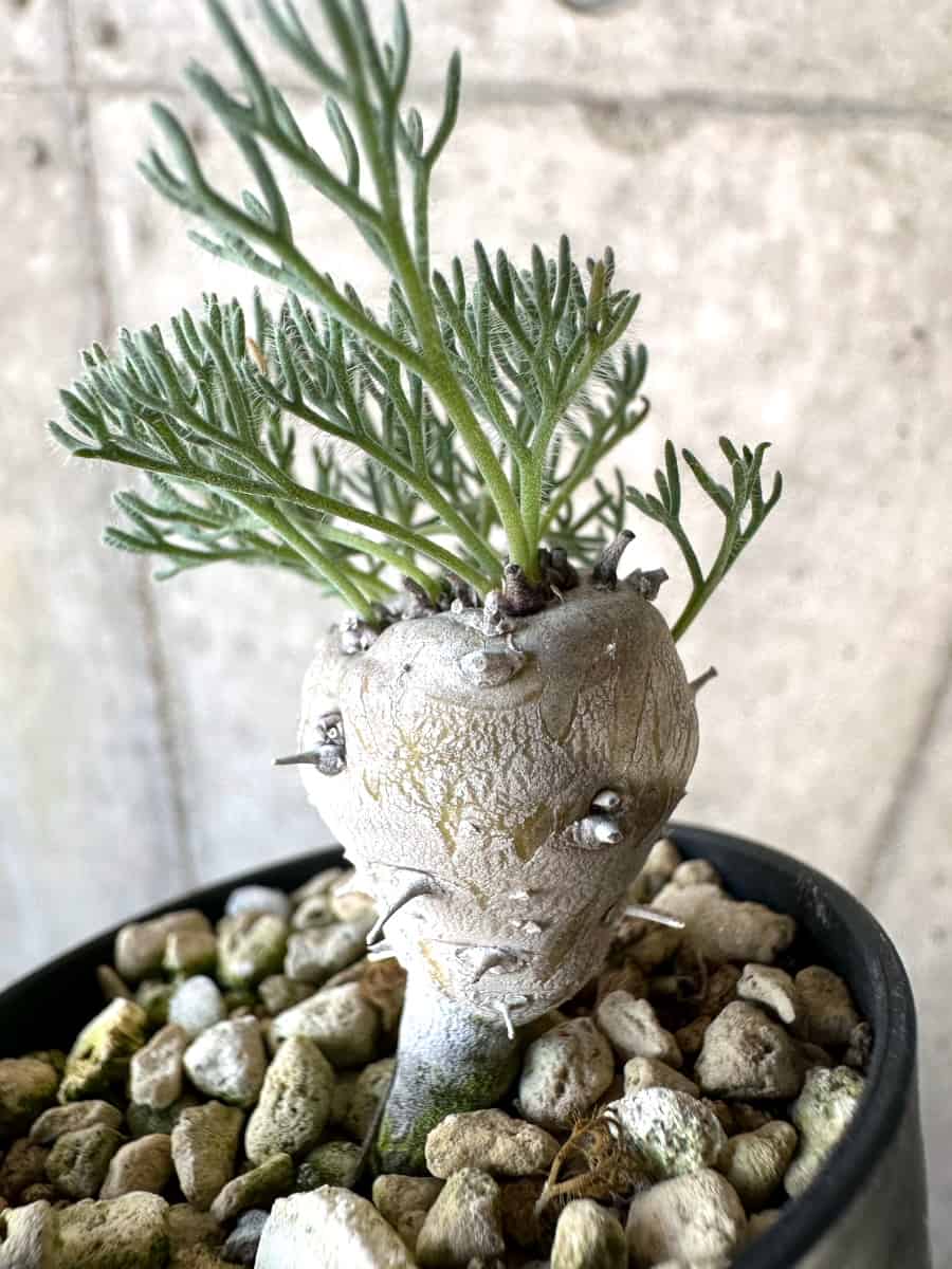 【現品限り】モンソニア・ぺニクリナム【D65】 Monsonia peniculinum