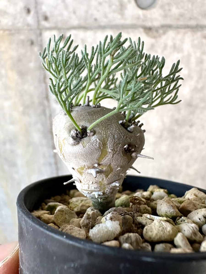 【現品限り】モンソニア・ぺニクリナム【D65】 Monsonia peniculinum