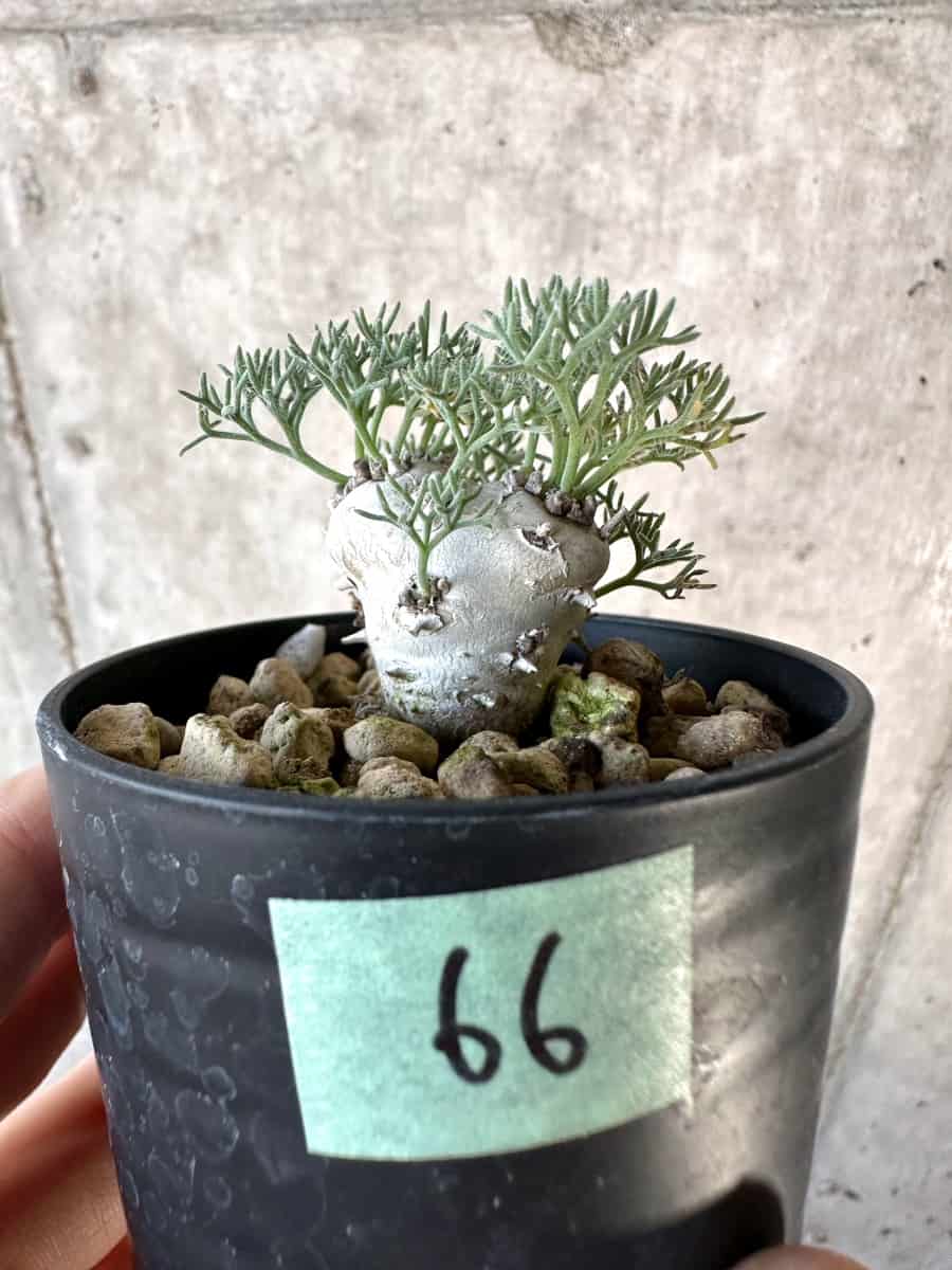 【現品限り】モンソニア・ぺニクリナム【D66】 Monsonia peniculinum