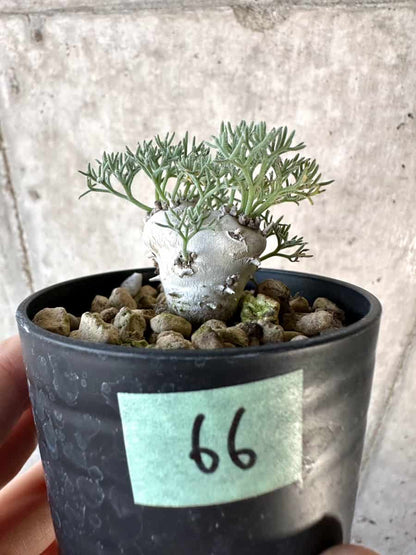 【現品限り】モンソニア・ぺニクリナム【D66】 Monsonia peniculinum