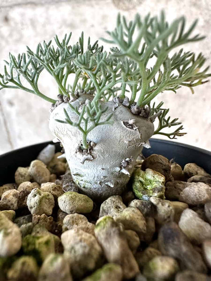 【現品限り】モンソニア・ぺニクリナム【D66】 Monsonia peniculinum