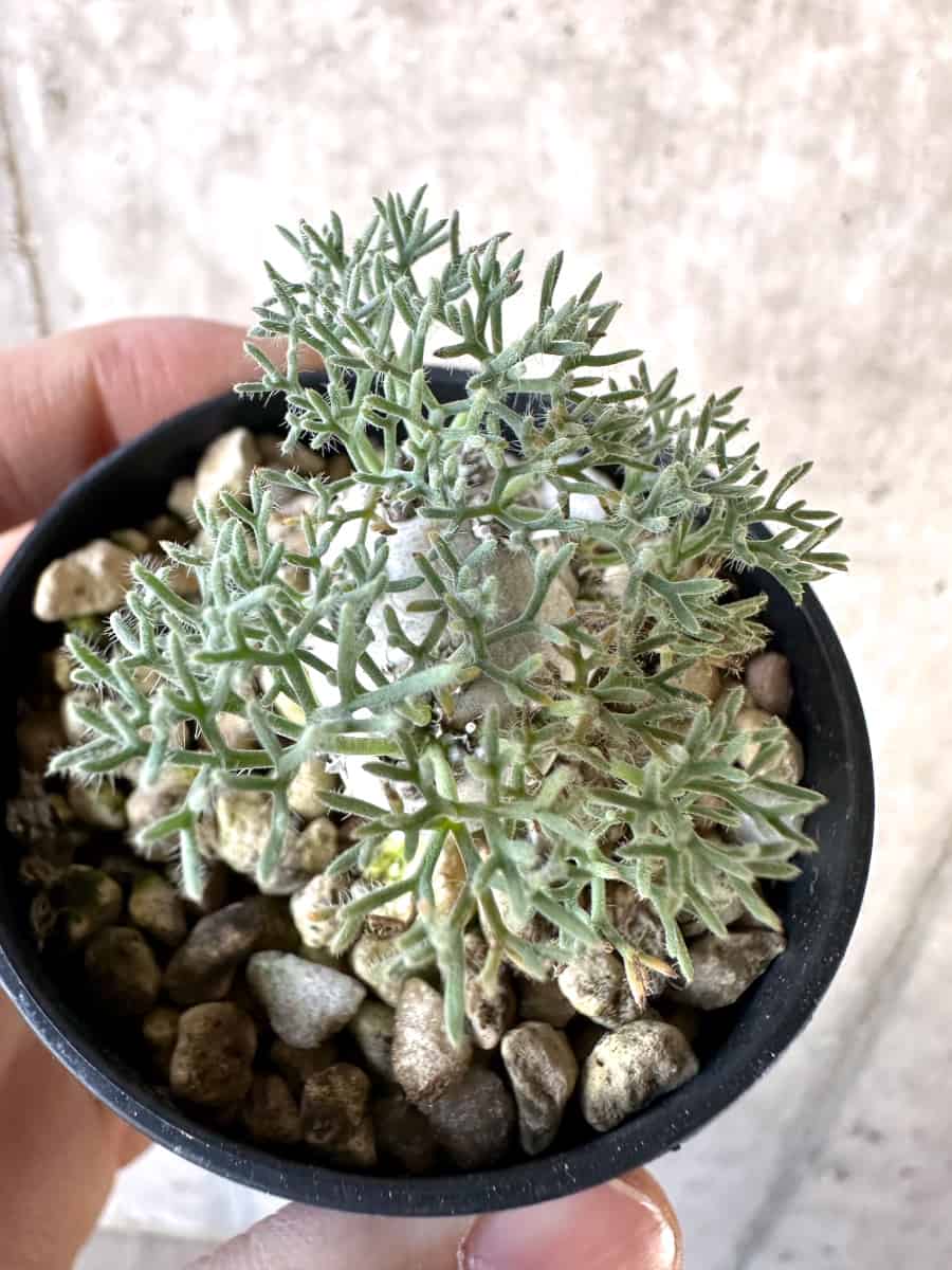 【現品限り】モンソニア・ぺニクリナム【D66】 Monsonia peniculinum