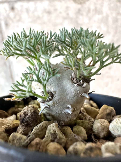 【現品限り】モンソニア・ぺニクリナム【D66】 Monsonia peniculinum