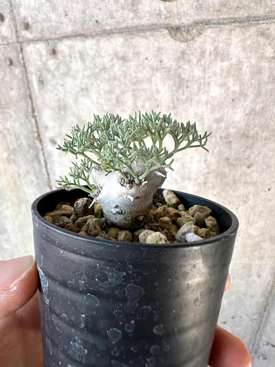 【現品限り】モンソニア・ぺニクリナム【D66】 Monsonia peniculinum