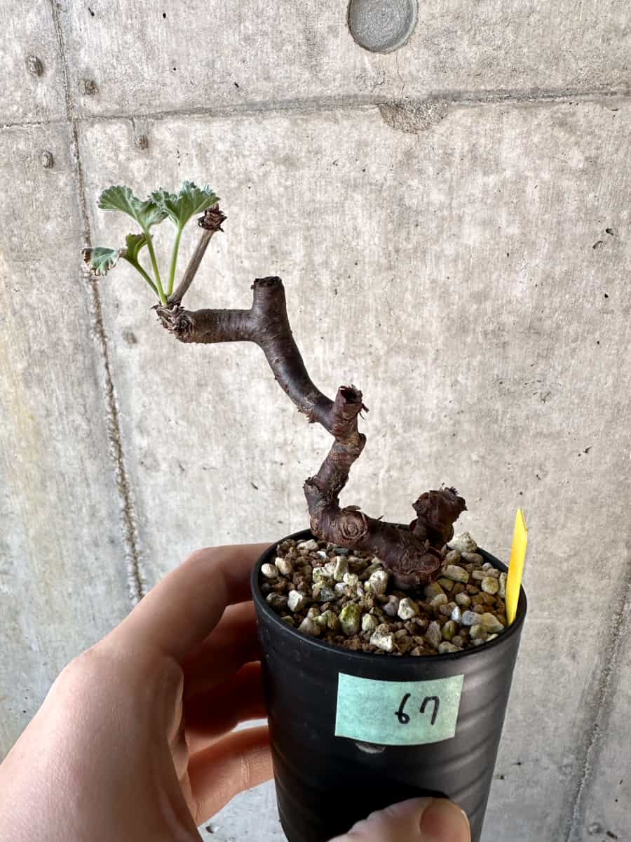 【現品限り】ペラルゴニウム・ミラビレ 挿し木【D67】 Pelargonium mirabile