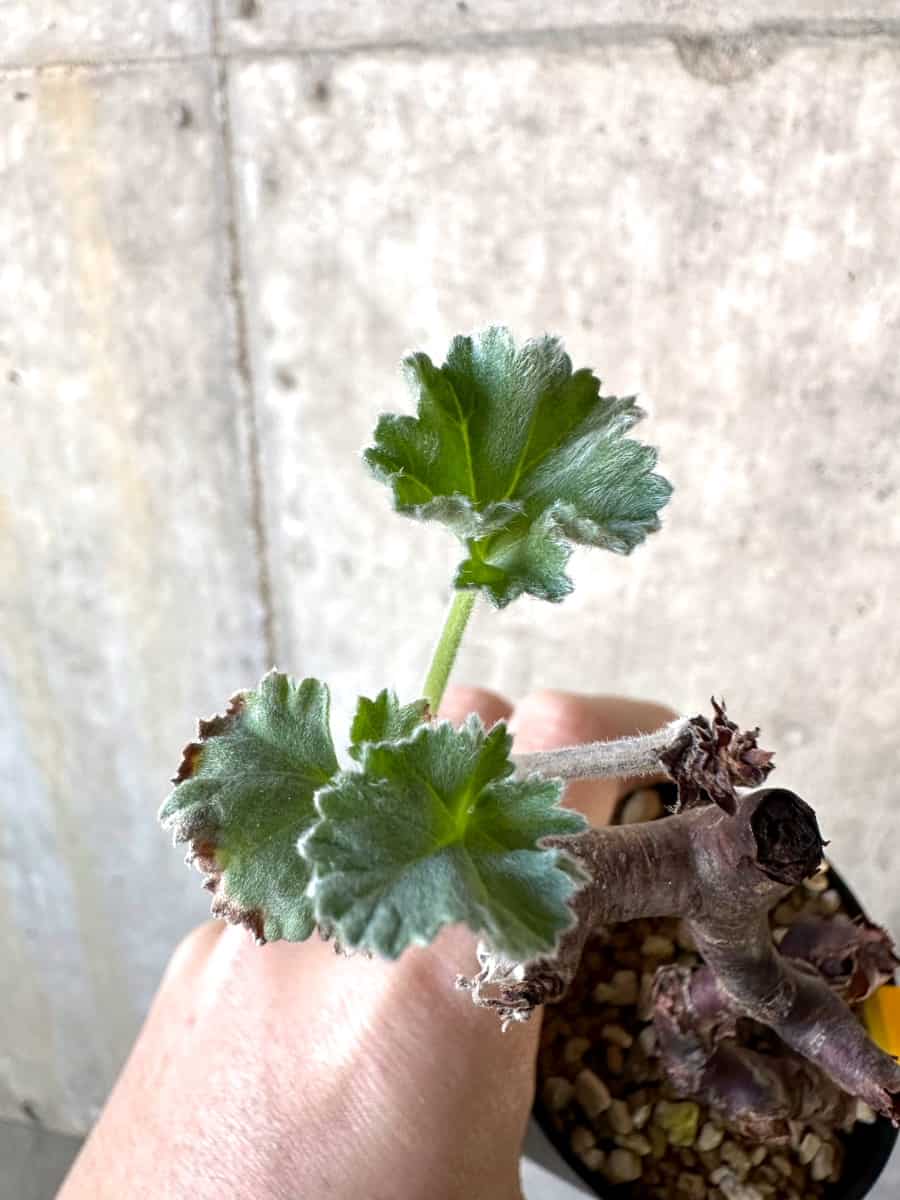 【現品限り】ペラルゴニウム・ミラビレ 挿し木【D67】 Pelargonium mirabile