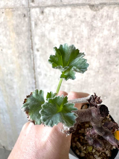 【現品限り】ペラルゴニウム・ミラビレ 挿し木【D67】 Pelargonium mirabile