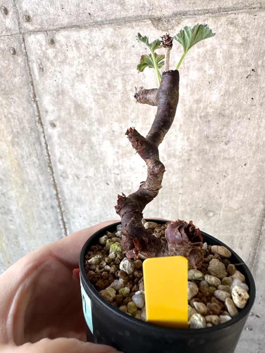 【現品限り】ペラルゴニウム・ミラビレ 挿し木【D67】 Pelargonium mirabile