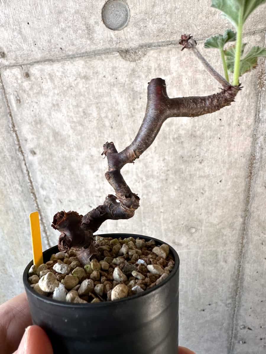 【現品限り】ペラルゴニウム・ミラビレ 挿し木【D67】 Pelargonium mirabile