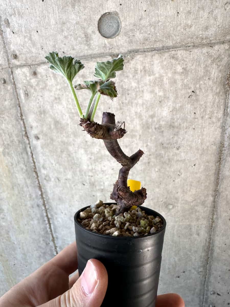 現品限り】ペラルゴニウム・ミラビレ 挿し木【D67】 Pelargonium