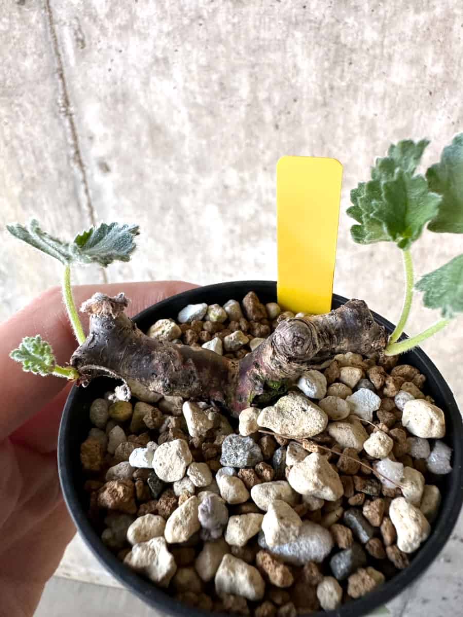 現品限り】ペラルゴニウム・ミラビレ 挿し木【D68】 Pelargonium