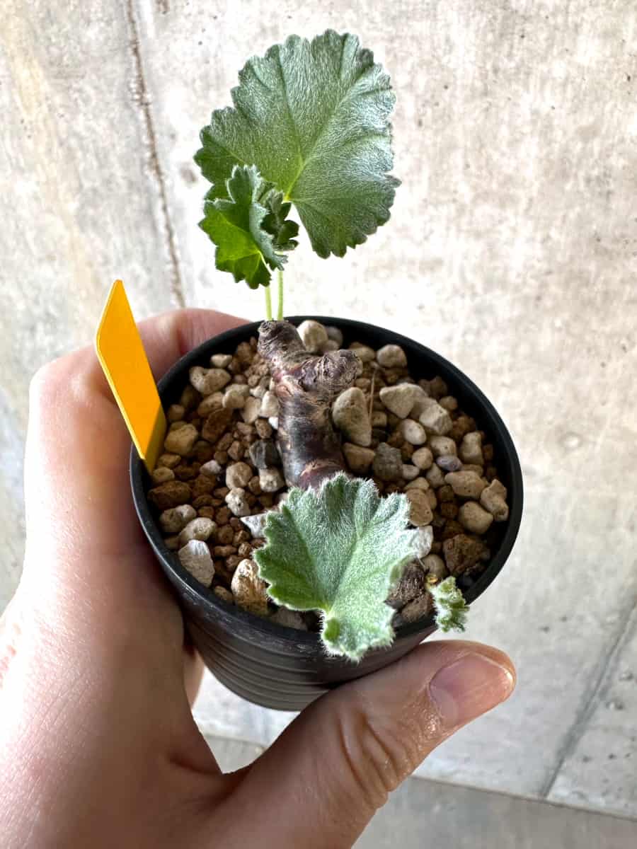 現品限り】ペラルゴニウム・ミラビレ 挿し木【D68】 Pelargonium