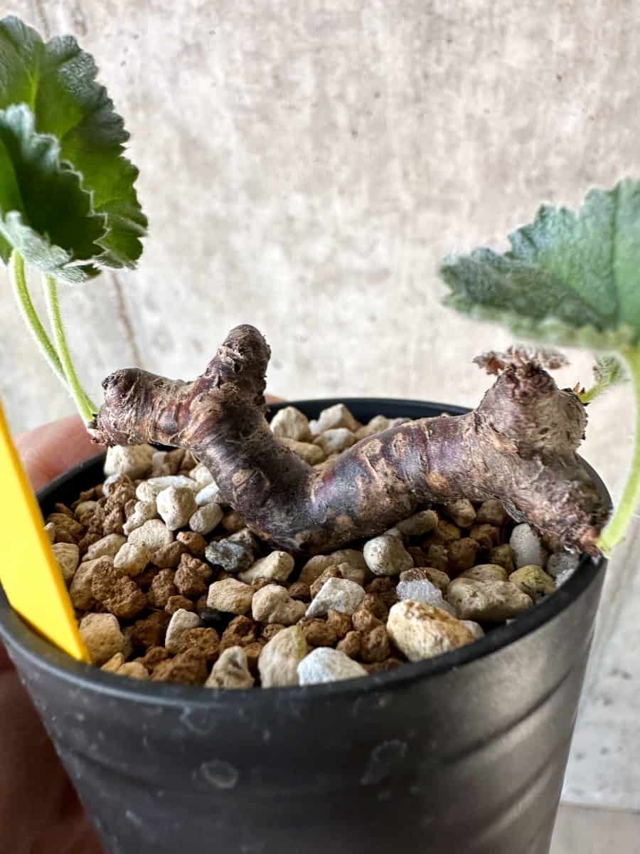 現品限り】ペラルゴニウム・ミラビレ 挿し木【D68】 Pelargonium