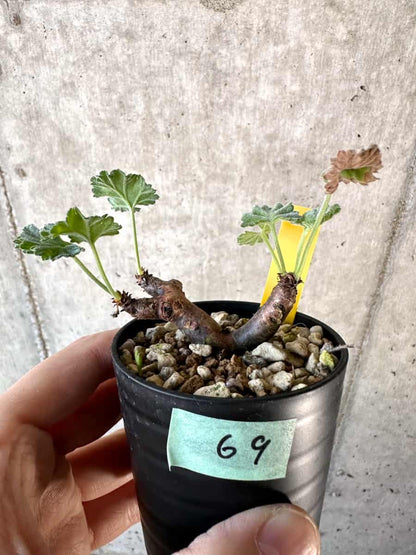 【現品限り】ペラルゴニウム・ミラビレ 挿し木【D69】 Pelargonium mirabile