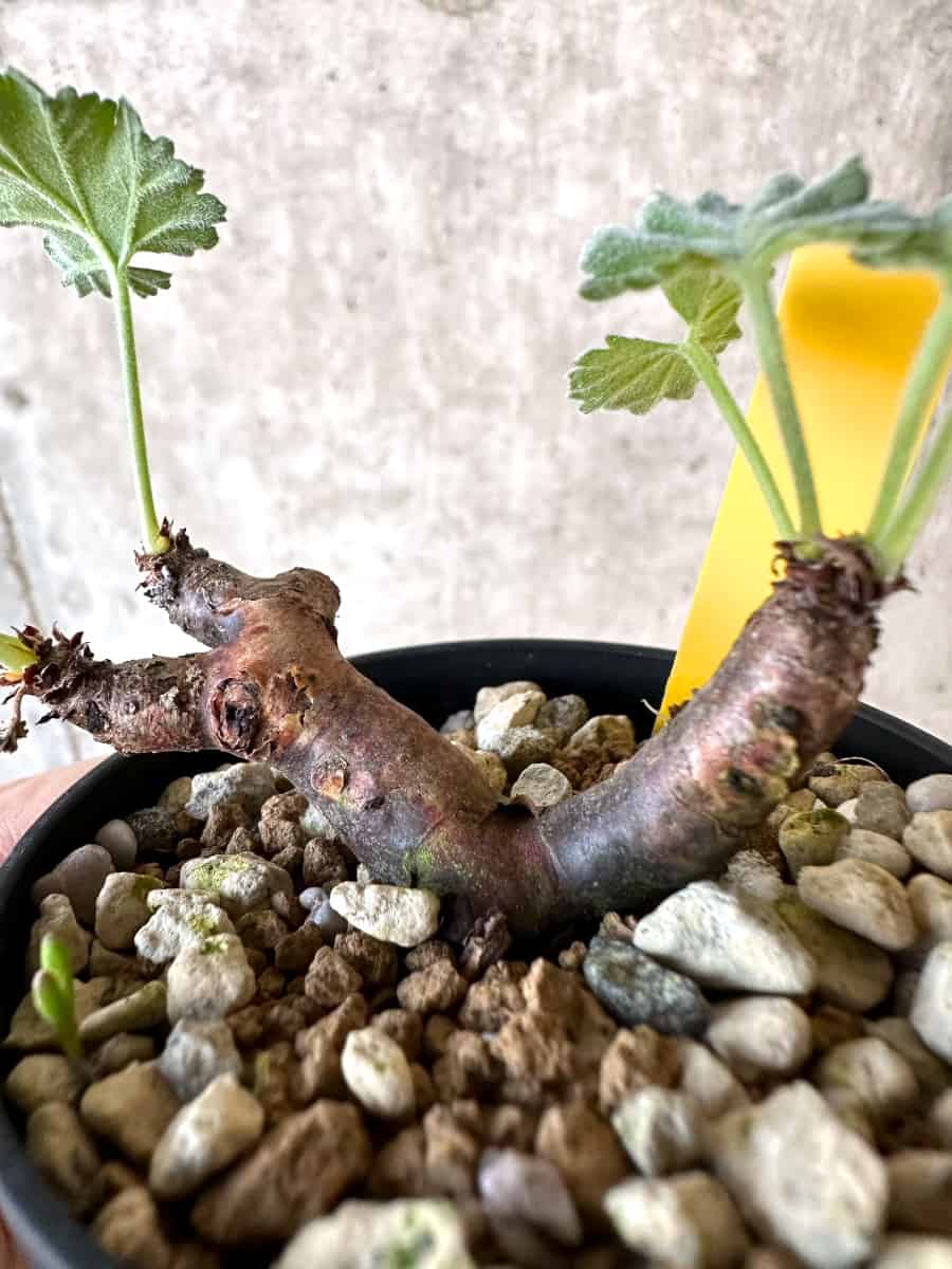 現品限り】ペラルゴニウム・ミラビレ 挿し木【D69】 Pelargonium