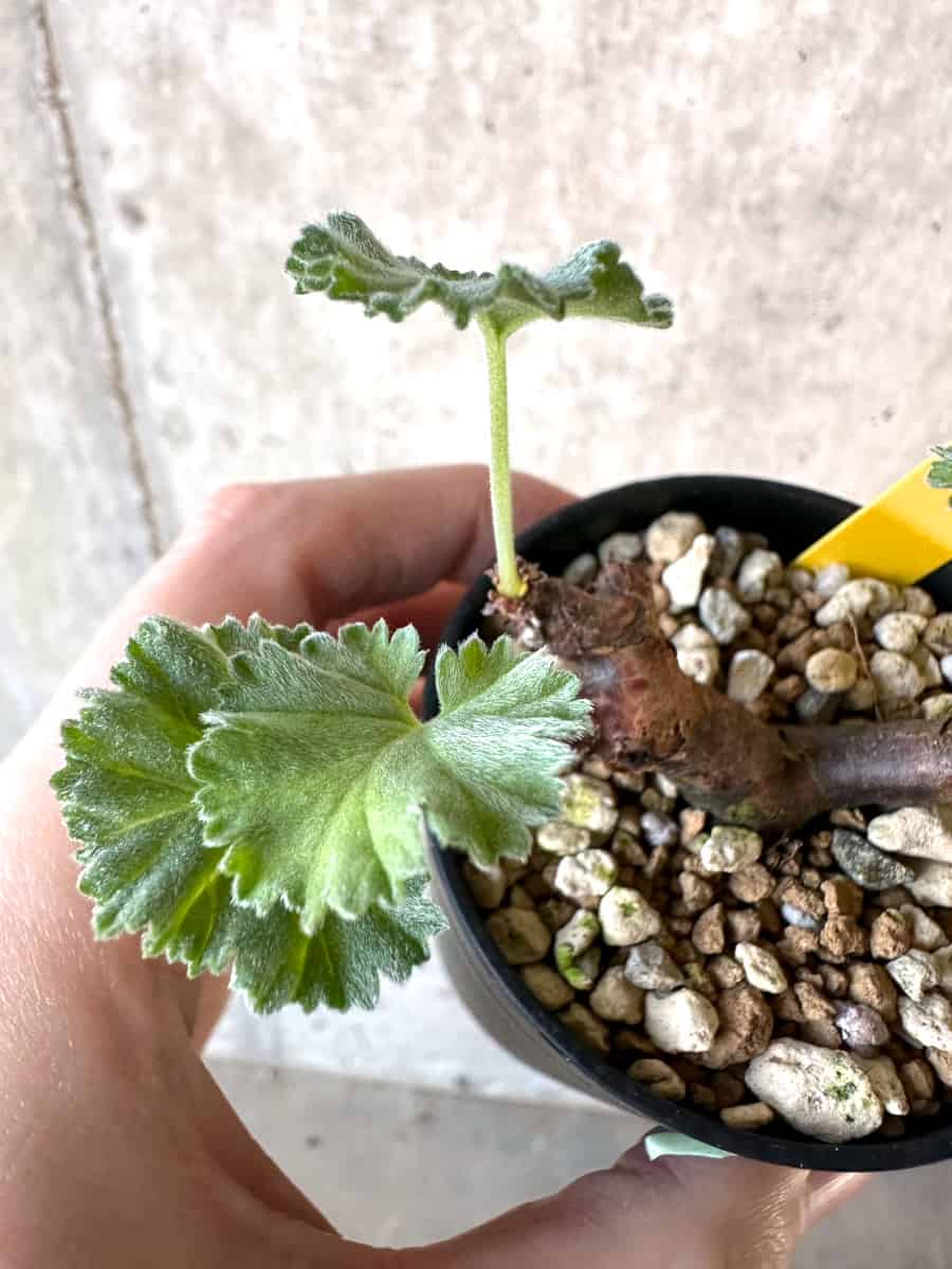 現品限り】ペラルゴニウム・ミラビレ 挿し木【D69】 Pelargonium