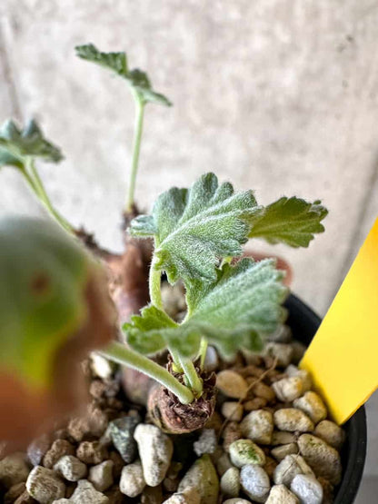 【現品限り】ペラルゴニウム・ミラビレ 挿し木【D69】 Pelargonium mirabile